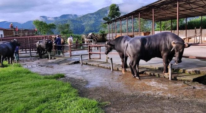 भोलि रुपैडिया नाकाबाट १५ मुर्रा राँगा भित्रिने