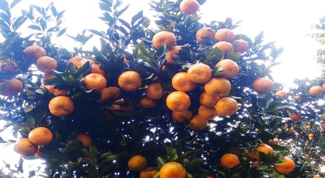 सुन्तलाबाट लाखौं कमाउँछन् किसान