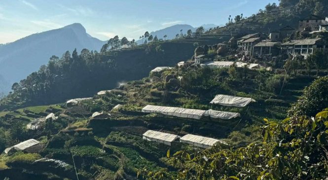 तरकारीबाट ३ करोड बढी कमाउछन् रजालीबासी