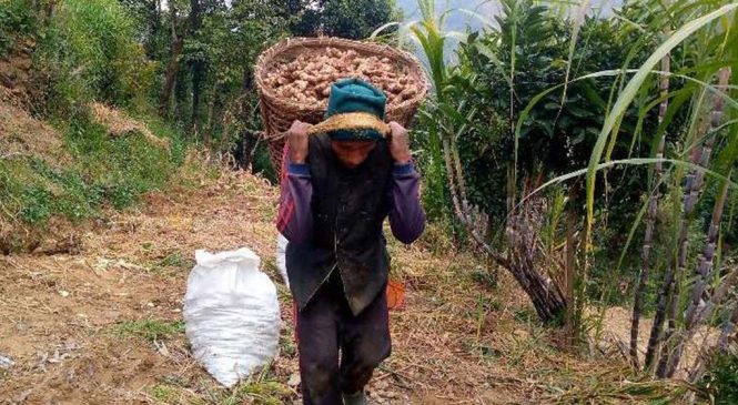 अदुवाको भाउ बढ्दा उत्साहित किसान