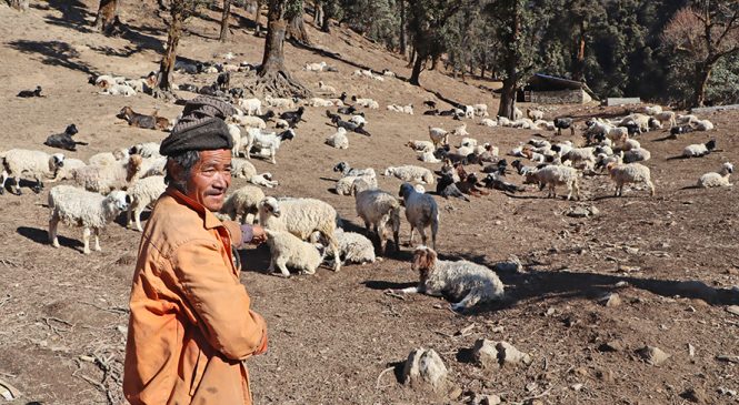 हातपाखुरा चल्दासम्म भेँडीगोठमै