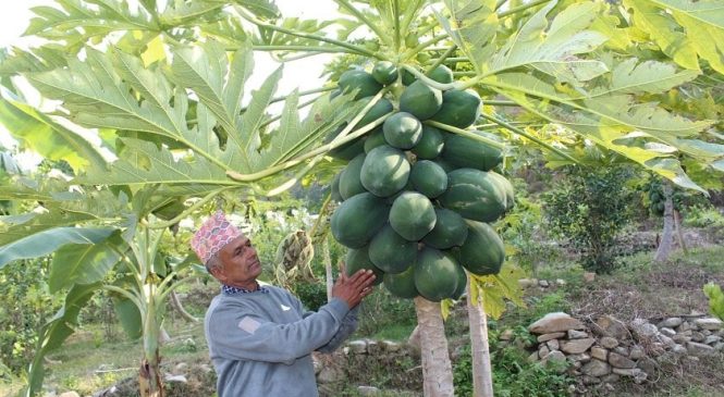 मेवा बेचेर मासिक आम्दानी डेढ लाख