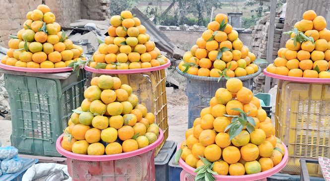 सुन्तला महोत्सव हुने