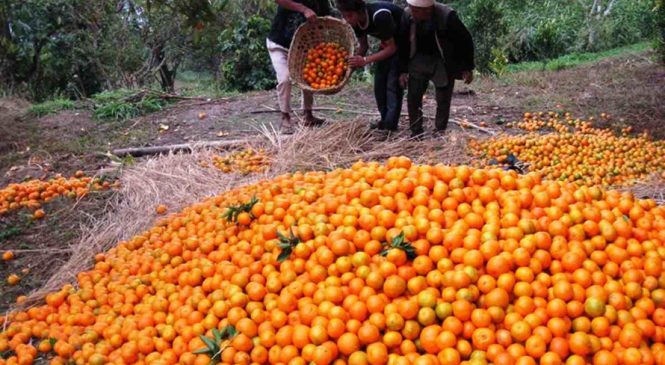 सलकपुरमा ६ करोडको सुन्तला बिक्री