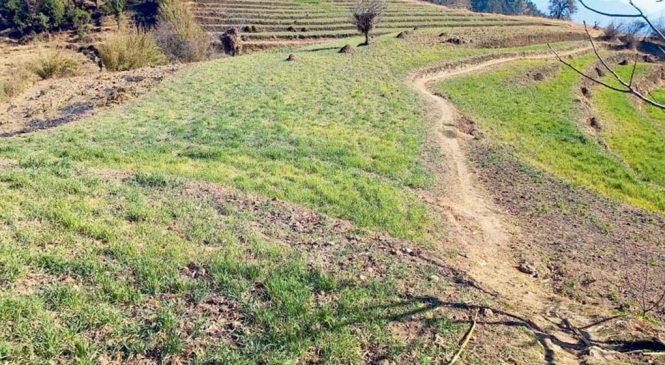 कर्णालीमा खडेरीको मार: सुक्न थाले हिउँदे बाली