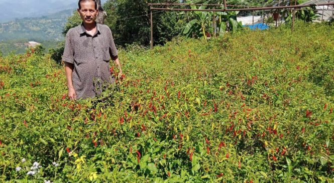 तरकारी खेतीबाट वार्षिक १२  लाख कमाउँछन् वडाध्यक्ष