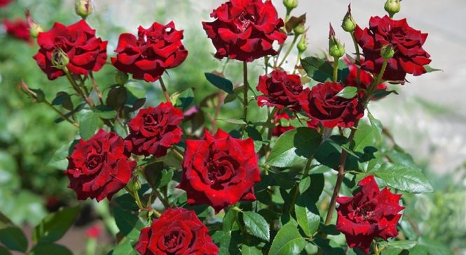 ‘भ्यालेन्टाइन डे’मा ३ लाख ५० हजार स्टिम गुलाफ माग