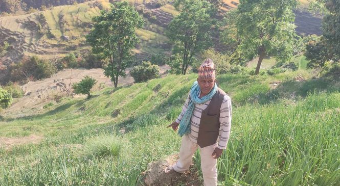 प्याज खेतीप्रति किसानको आकर्षण बढ्दो
