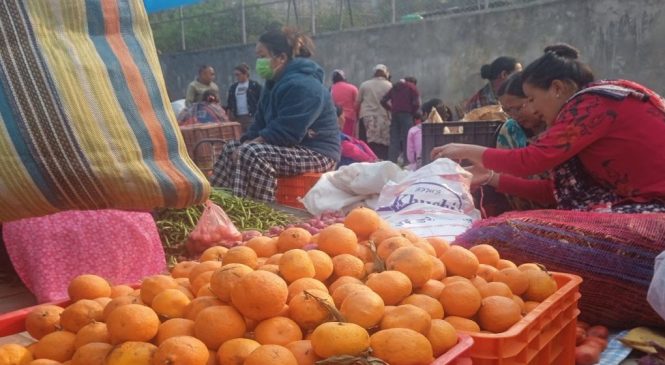 दुई महिनामै सुन्तलाले पायो मूल्य