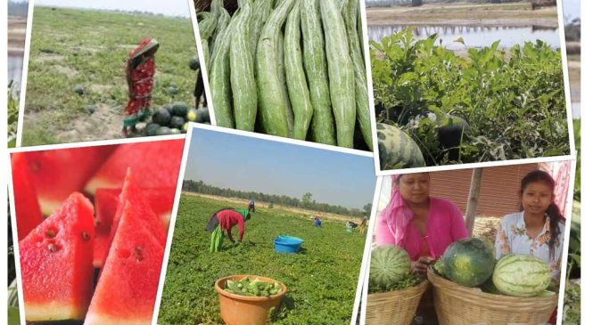बगरमा फल्न थाले खरवुजा र तरकारी