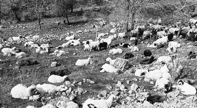 चट्याङ लागेर ४० भेडा मरे