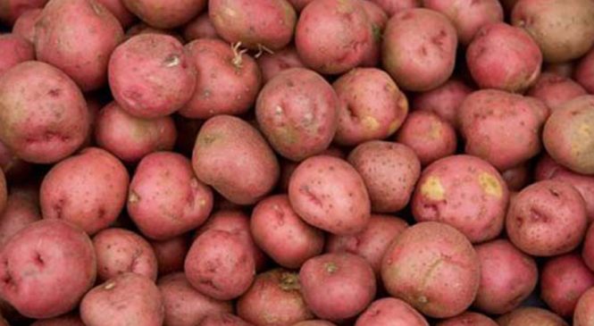 एक वर्षमा रूपैडियाबाट १ अर्ब ११ करोडको आलु आयात