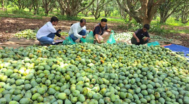 बगैंचामै आँप छान्दै ग्राहक