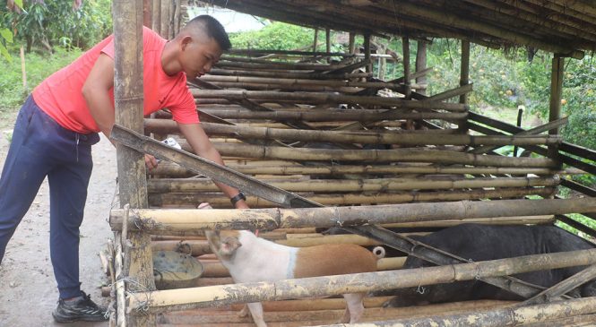 बङ्गुर पालेरै लाेभलाग्दाे आम्दानी