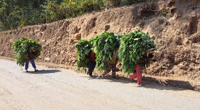 घाँसको भारी !