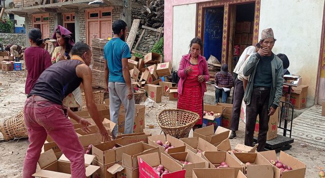 जुम्लाबाट साढे चार हजार मेट्रिकटन स्याउ बिक्री