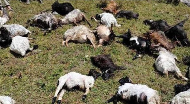 जुम्लामा चट्याङ लागेर ७१ वटा भेडा मरे