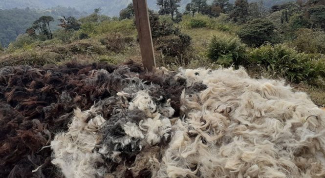 भेडापालक किसान ऊन बिक्री नहुँदा चिन्तामा