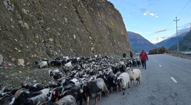खाद्यले १४ सय खसी-बोका र ३ सय च्याङ्ग्रा बिक्री गर्ने