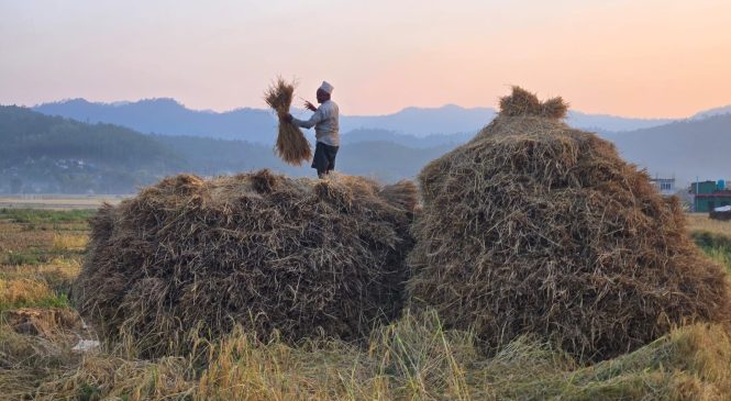 पराल थन्काउँदै किसान