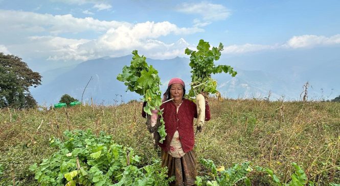 टोड्केमा मुला बिक्री हुन छाडेपछि लगाउनेको कमी