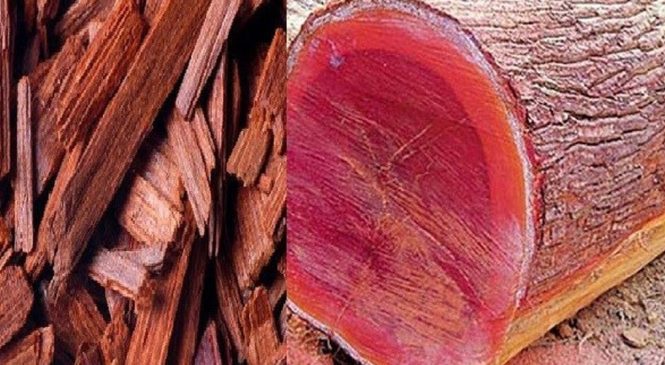 काठमाडौंबाट रक्तचन्दनसहित दुई जना पक्राउ