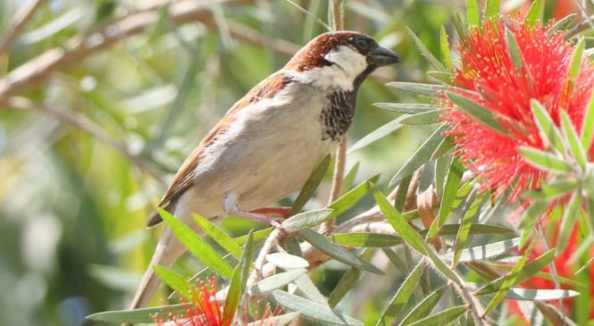 भँगेराको सङ्ख्या बर्सेनि घट्दो