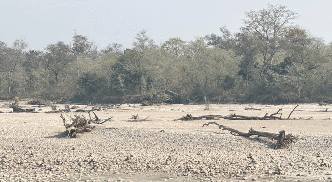 कर्णाली नदीमा हरेक वर्ष बग्छन् करोडौंका काठ