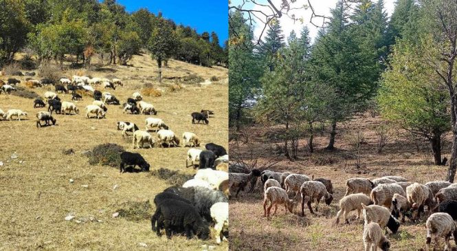 दुई सय ३० भेडा किसानले पाए ‘गोठालो भत्ता’