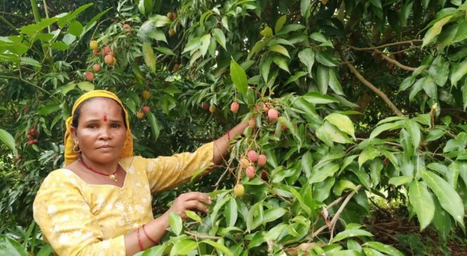 रामघाटमा लिची खेतीप्रति बढ्दो आकर्षण