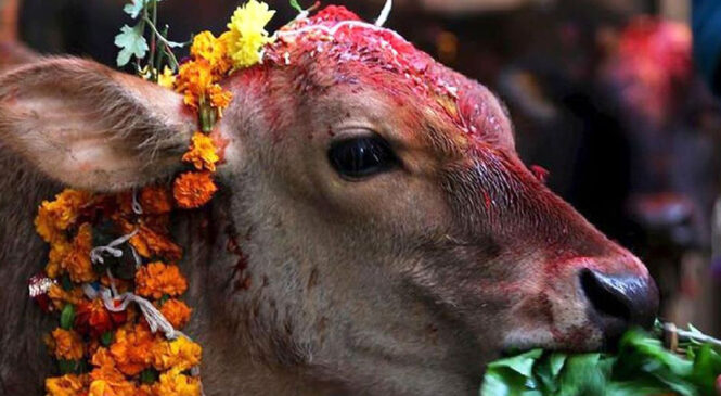 तिहारको पाँचौ दिन गाई पूजा गरिँदै